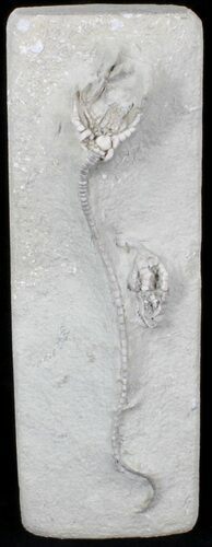 Cyathocrinites Crinoid With Long Stem - Indiana #29401